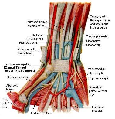 Carpal Tunnel Syndrome - The SMS generation that, according to studies, cannot think unless their hands are on their mobiles or computer keyboards have found a new lifestyle disease for themselves. It is called Carpal Tunnel Syndrome and those afflicted are in the age group of 15-34. It is caused by increased pressure on the median nerve and tendons in the carpal tunnel of the wrist. This in turn leads to numbness in the fingers and the hand may turn completely useless.