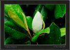 Evergreen Business - Evergreen Business - Beauty product business