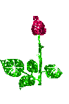 Rose - Opening up Rose