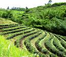 tea garden, lovely one - tea garden