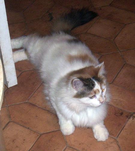 iris with longer hair  - my cat  is turning into a fur ball