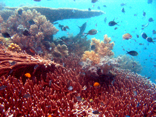 beautiful underwater creatures - sooo beautiful
