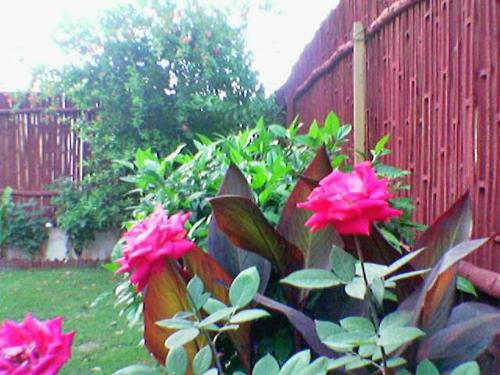 my garden - k