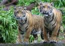 Two tiger Brothers - Two Tiger Brothers