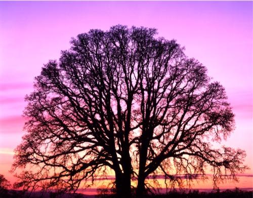 save tree - we will loose these valuable resources if we are not concerned.