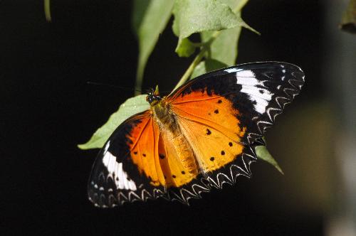 butterfly at my garden - monarc butterfly