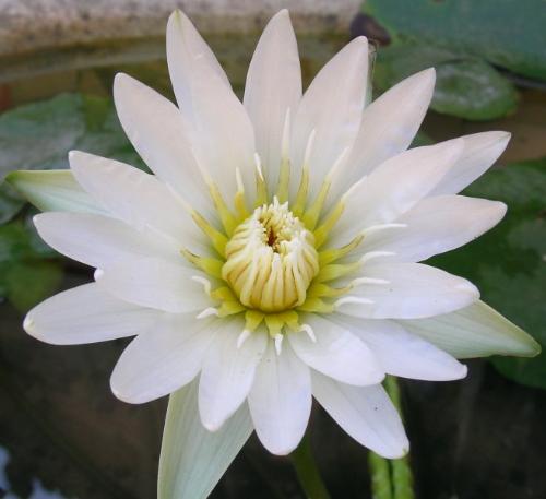 so beautiful - I love lotus as the meaning of my name is also lotus. For all people out side India lotus is the national flower of our country.