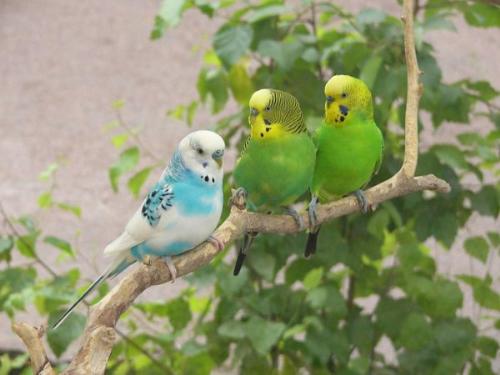 beauty ful bird - beautyful bird ,these are freak bird