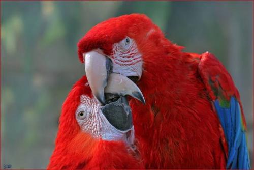 bird - about wirld bird they are enjoid each other very attractive way