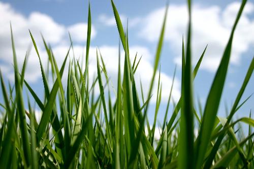 new bliss-grass - an awesome picture