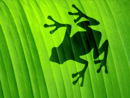 Frog on leaf - an awesome picture showing grass on leaf