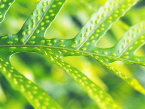 Leaf close up - an awesome picture