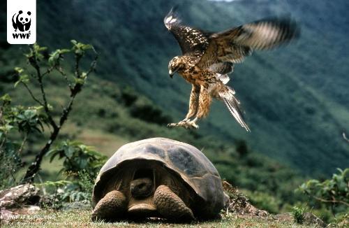 WWf pic - an awesome picture