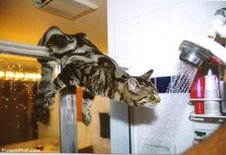 a raging thirst cat drinking - lol, at this sight, we can imagine how many days does this pity cat not have a drink.
