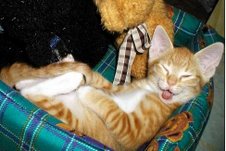a sleeping cat - look at this lovable cat, it's sleeping and smiling, lol....
