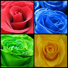 Roses - Different coloured Roses