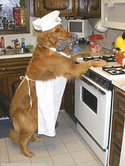 an industrious dog - tTe dog is a cooker. look! It is so industrious.