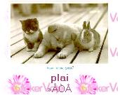 there guys - a cat, a dog, and a rabbit, hoho, it's all