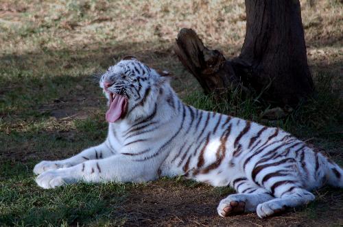 White Bengual Tiger Yawning - A young white Bengual tiger, bred in Oudtshoorn in the Klein Karoo, South Africa.