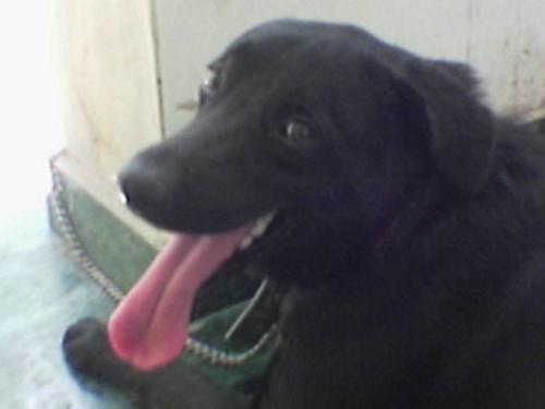 Tom - My life's companion