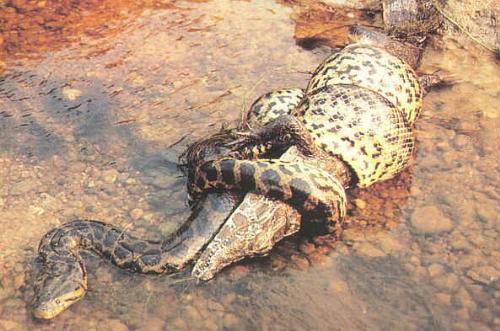 Most powerful - Anacondas are real and feed like any other snake. They can even overpower the King of water.