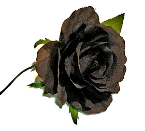 Natural black rose  - This is a highbreed flowers that are grown now a days. Its the black rose.