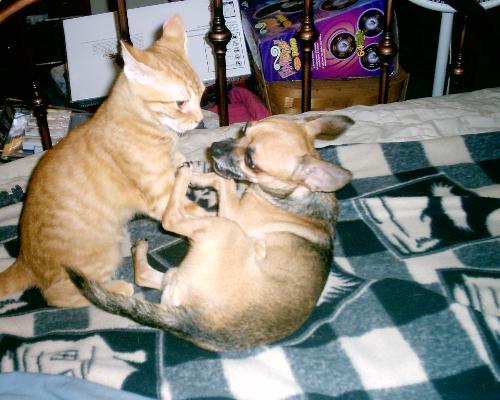 Cat And Dog - Our cat playing with the Chiahahua Cat And Dog - Our cat playing with the Chiahahua
