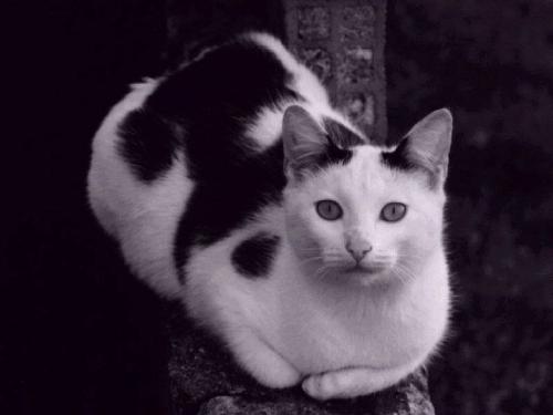 beautiful chat - beautiful chat looking nice