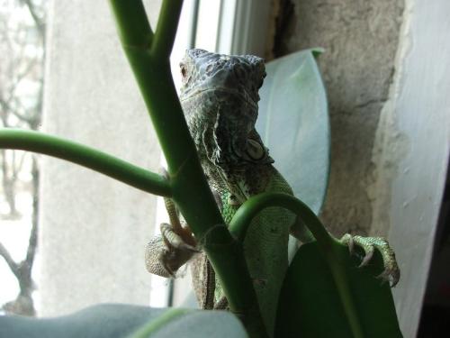 Iguana 3 - Iguana descovering her killer instincts