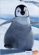 penguin - penguins