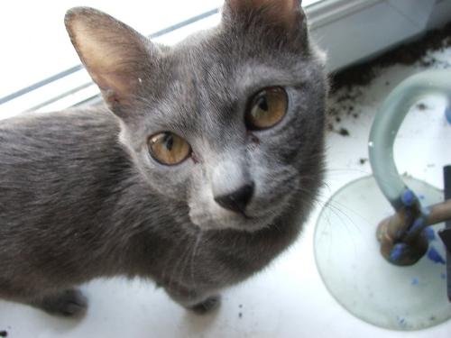 kitty -  Camera likes her