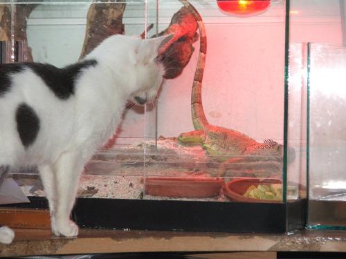Cat -  She realy want's those fishes
