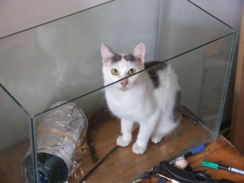 cat 2 - She drinked all that water and ate all the little fishes