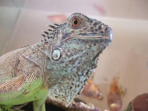 Iguana 4 - I'm watching you