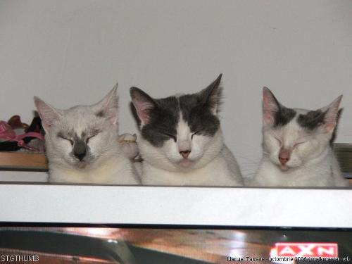 some 3 cats - Leave us alone we don't wanna look .