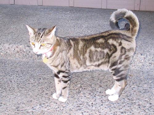 My cat. - Bean is part Bengal and weighs nine pounds.  This is taken in the courtyard where I live.