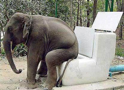 Elephant Toilet - Toilet of Elephant