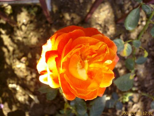 a friendship rose for you - rose