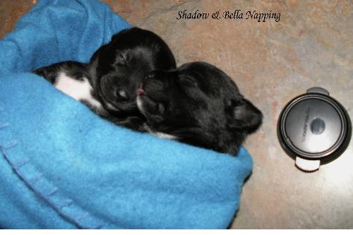 Bella (R) and Shadow (L) 3wks - This is Bella and her brother Shadow napping after trying thier first meal of turkey and rice.  Isn&#039;t Bella just so cute with her little tongue out!! They are purebred Chihuahuas.