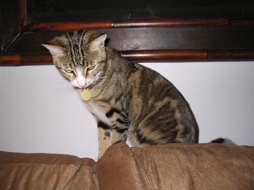 cats - My cat, Bean, taken in 2005.  She is watching kittens that I had rescued and she refused to have anything to do with them.