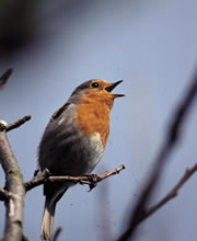 Bird - Singing Bird