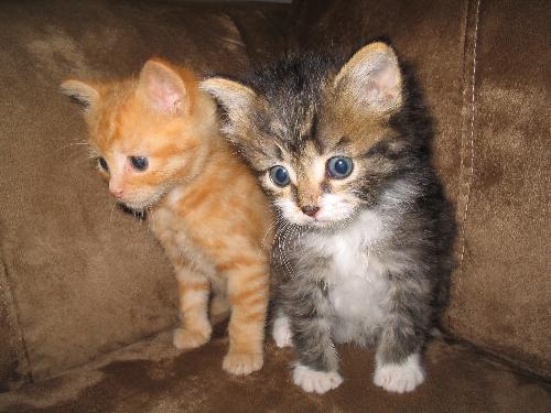 adopted kittens - Two kittens that were rescued in 2005.  They both were adopted out to the same home.