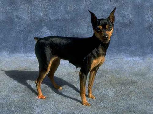 Miniature Pinscher - This is a photograph of a miniature pinscher.  It is not my miniature pinscher, however.  This min pin's ears are docked.  The miniature pinscher I own does not have his ears docked