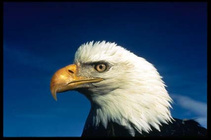 eagle - an eagle