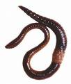 Fishing Bait-Worms - When I go fishing I typically use worms as bait. Fishing Bait-Worms - When I go fishing I typically use worms as bait.