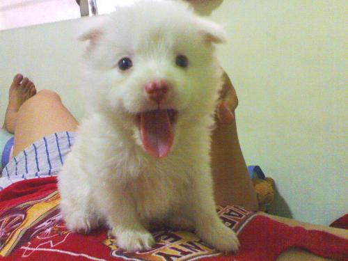 my pet - look how cute my pet is??