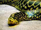 snake - i love snake.they r harmful.