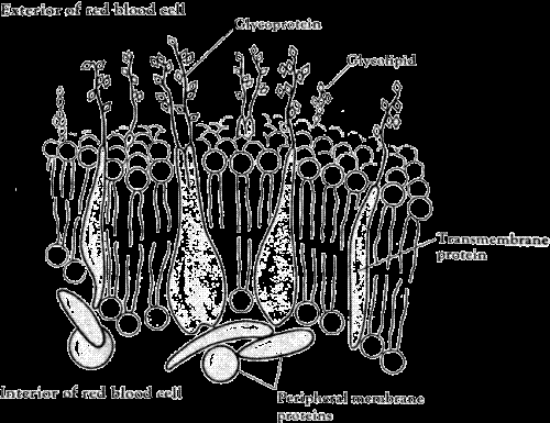 redcell - Structure of red cell surface is given in the figure