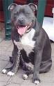 cute - dog