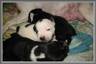 dog - cute